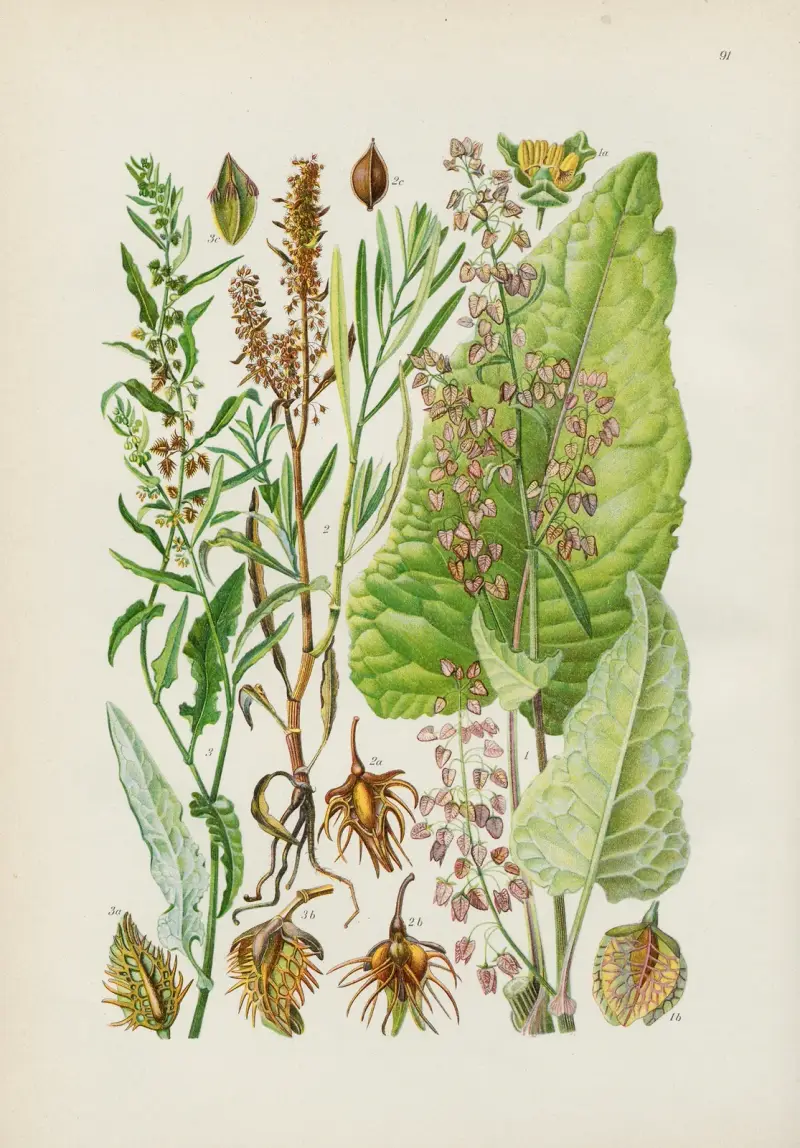 Illustrierte Flora von Mitteleuropa Pl.091 av Gustav Hegi