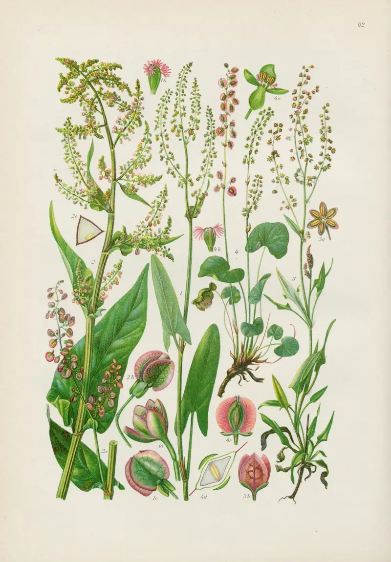 Illustrerad flora för Centraleuropa, plansch 092 av Gustav Hegi