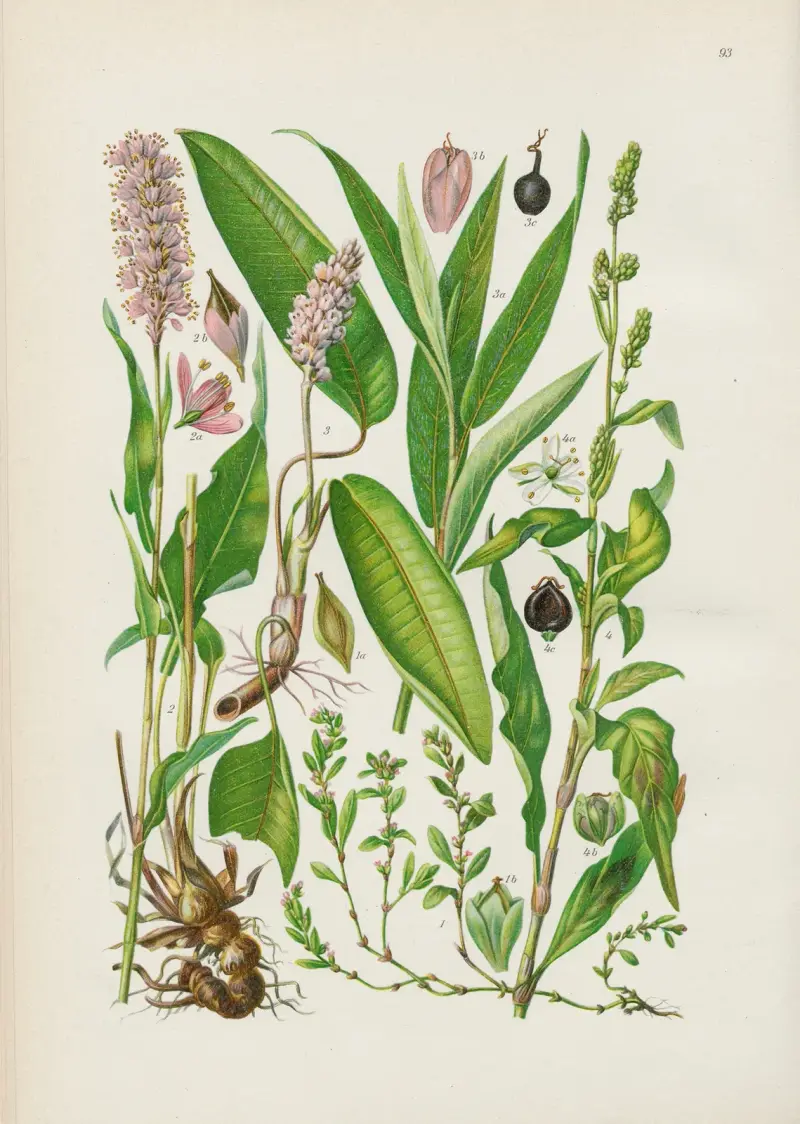 Illustrierte Flora von Mitteleuropa Pl.093 av Gustav Hegi