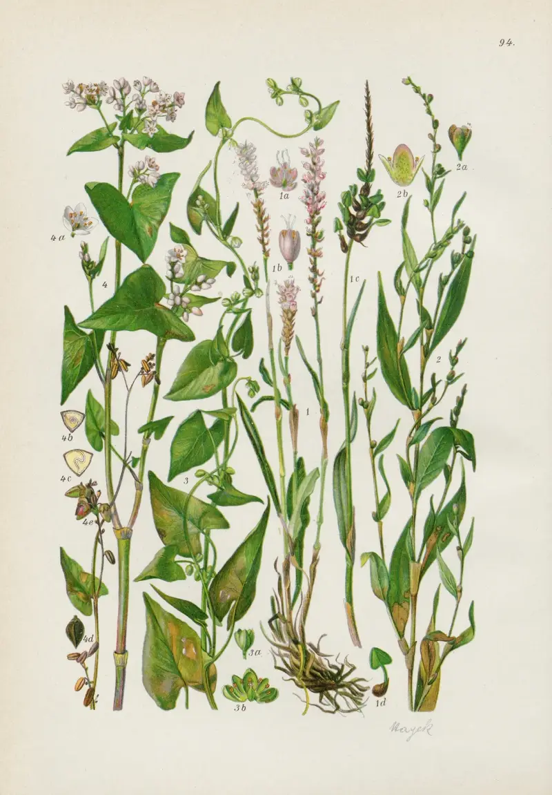 Illustrierte Flora von Mitteleuropa Pl.094 av Gustav Hegi