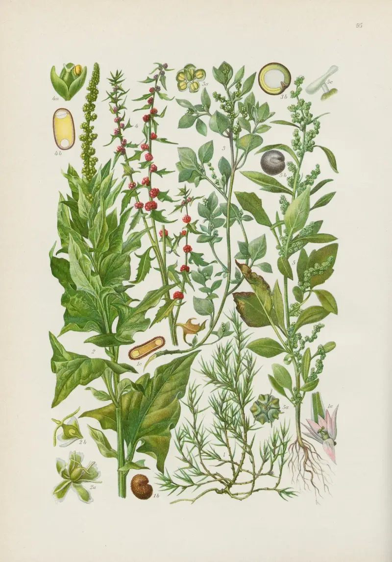 Illustrierte Flora von Mitteleuropa Pl.095 av Gustav Hegi