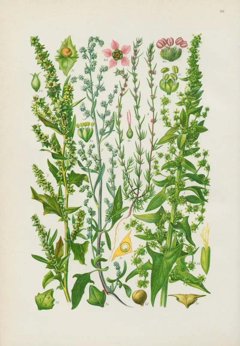Illustrierte Flora von Mitteleuropa Pl.096 av Gustav Hegi