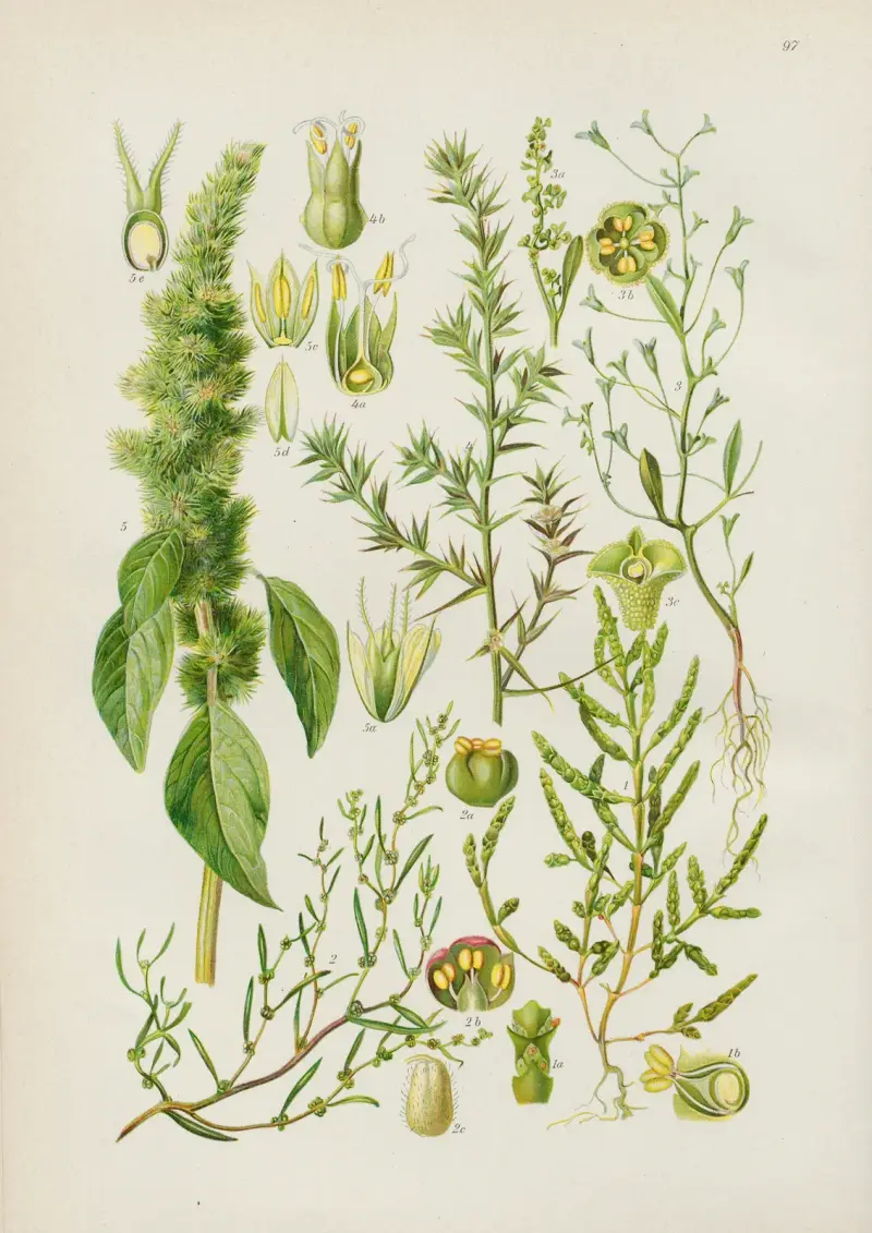 Illustrerade flora från Centraleuropa Pl.097 av Gustav Hegi