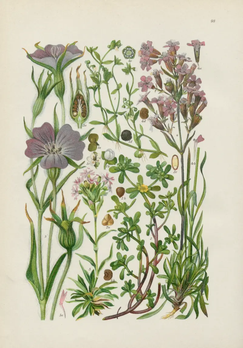 Illustrerad flora från Centraleuropa, plansch 98 av Gustav Hegi