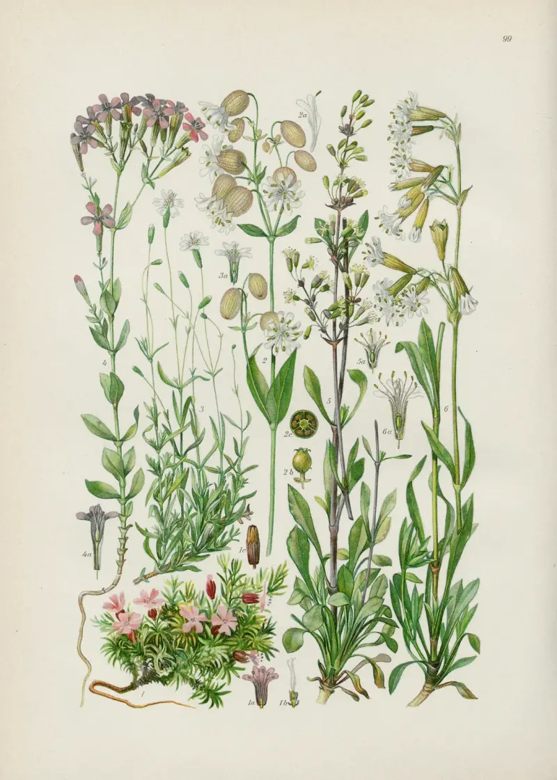 Illustrierte Flora von Mitteleuropa Pl.099 av Gustav Hegi