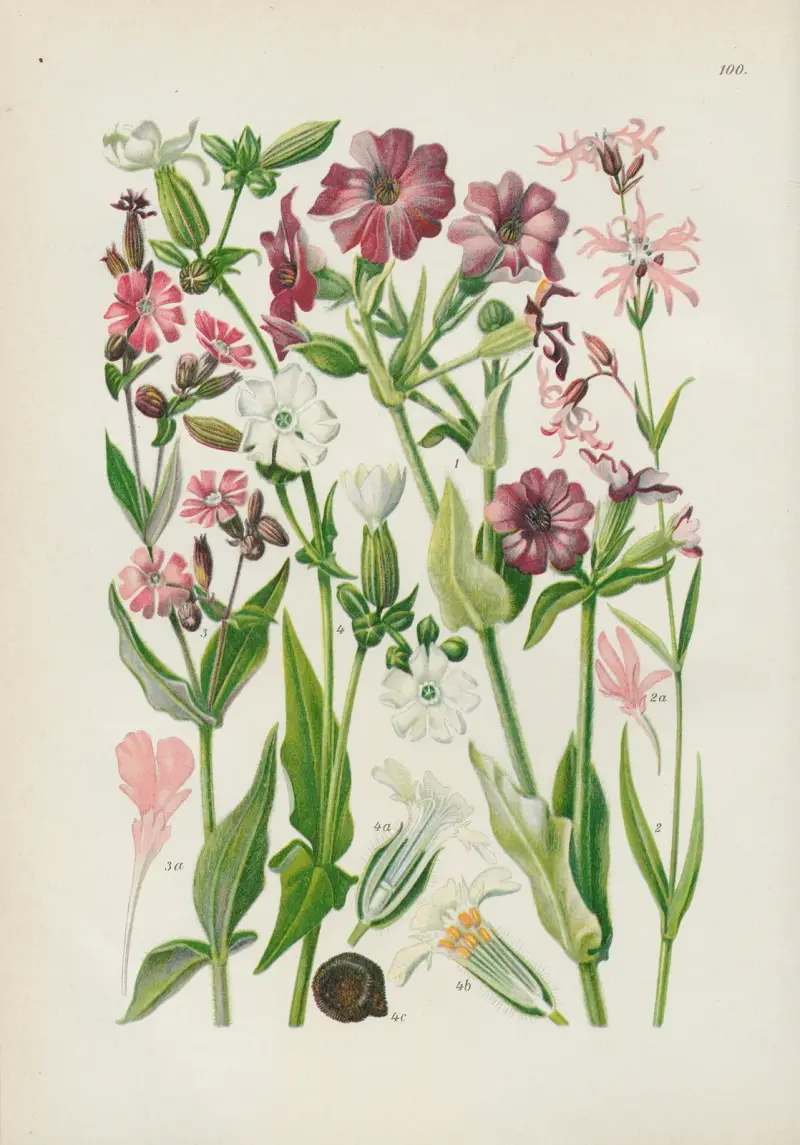 Illustrierte Flora von Mitteleuropa Pl.100 av Gustav Hegi