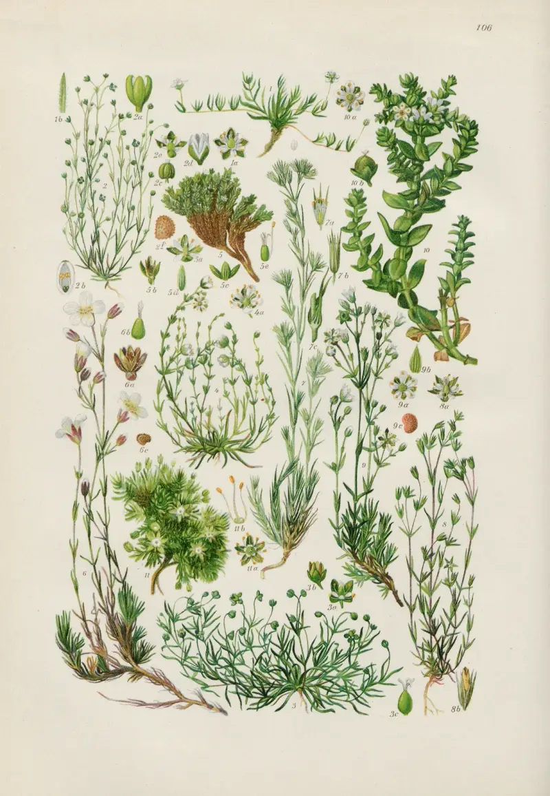 Illustrierte Flora von Mitteleuropa Pl.106 av Gustav Hegi