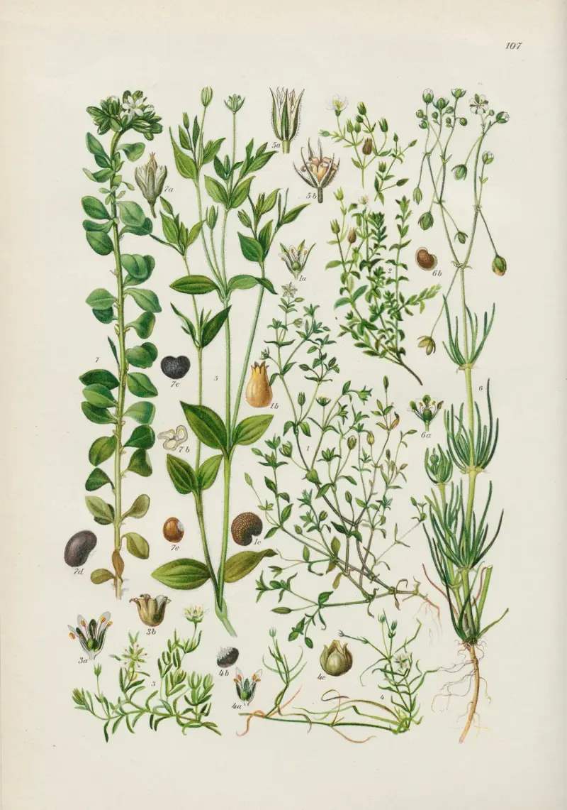 Illustrierte Flora von Mitteleuropa Pl.107 av Gustav Hegi