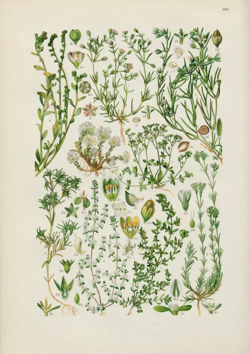 Illustrierte Flora von Mitteleuropa Pl.108 av Gustav Hegi