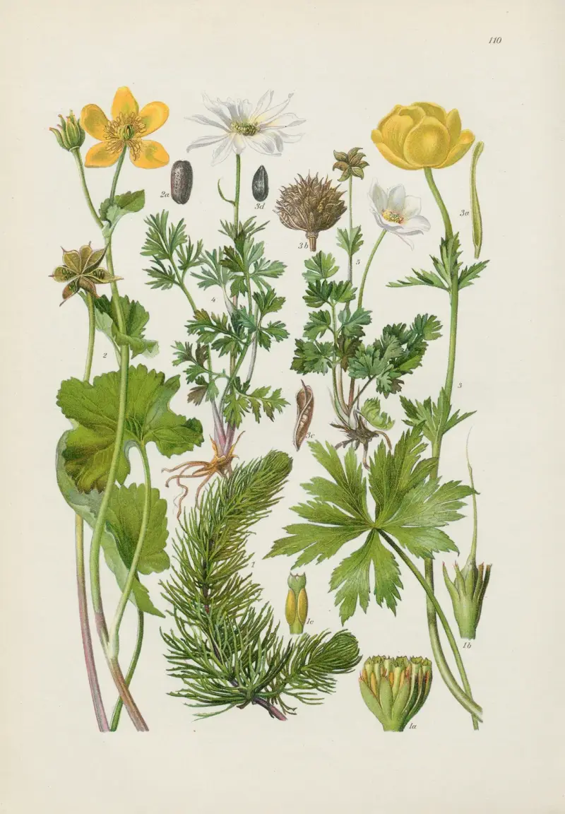 Illustrierte Flora von Mitteleuropa Pl.110 av Gustav Hegi