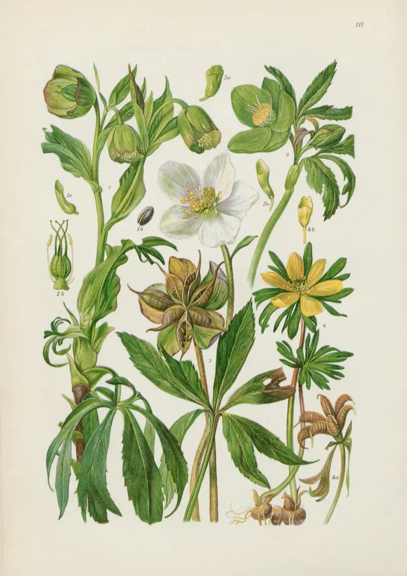 Illustrierte Flora von Mitteleuropa Pl.111 av Gustav Hegi