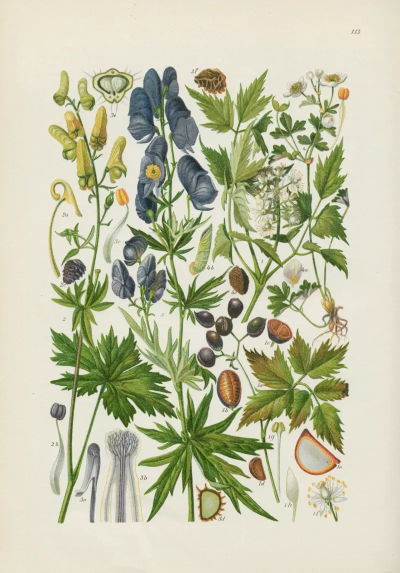 Illustrierte Flora von Mitteleuropa Pl.113 av Gustav Hegi