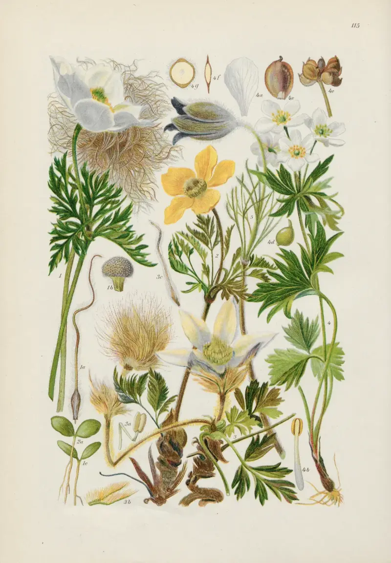 Illustrierte Flora von Mitteleuropa Pl.115 av Gustav Hegi