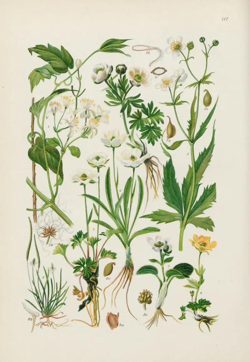 Illustrierte Flora von Mitteleuropa Pl. 117 von Gustav Hegi