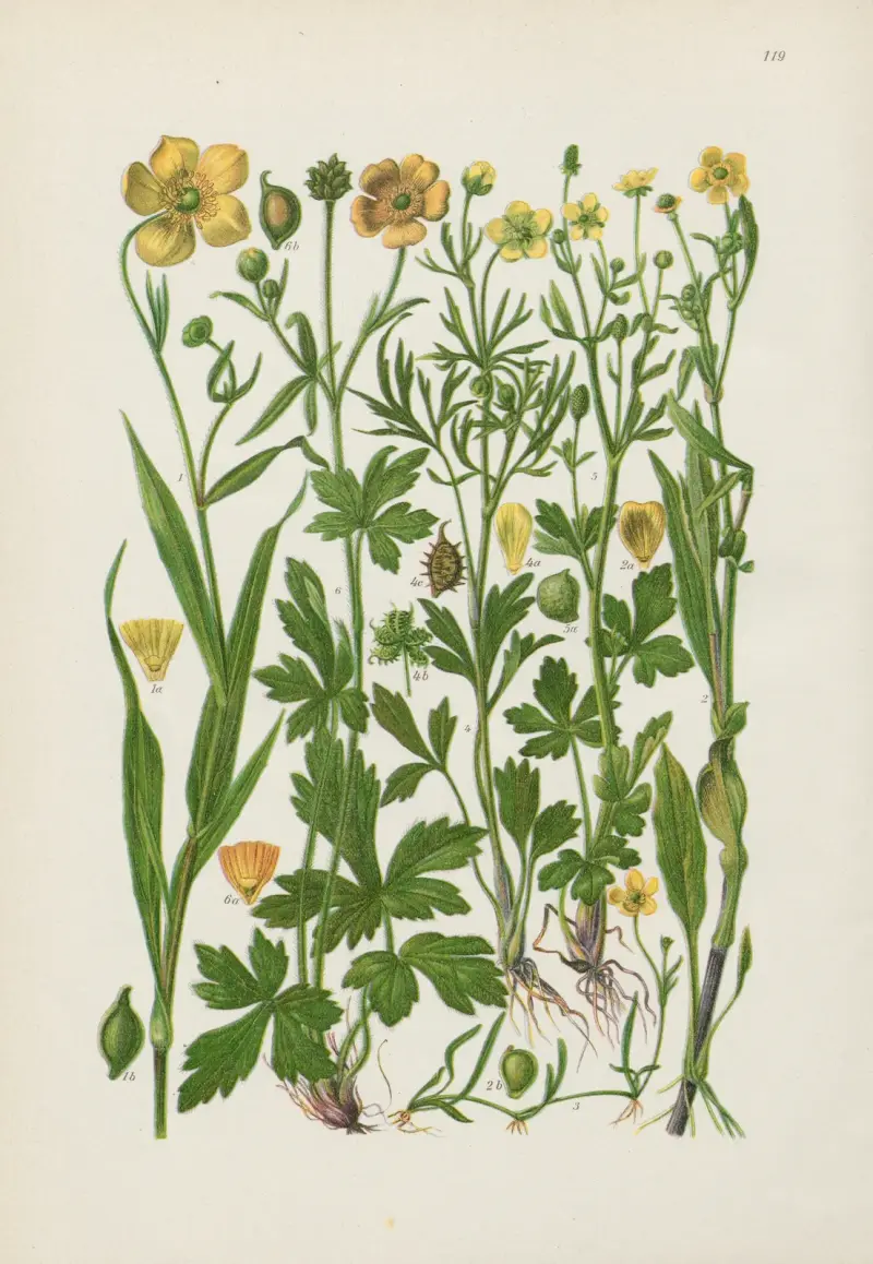 Illustrierte Flora von Mitteleuropa Pl.119 av Gustav Hegi