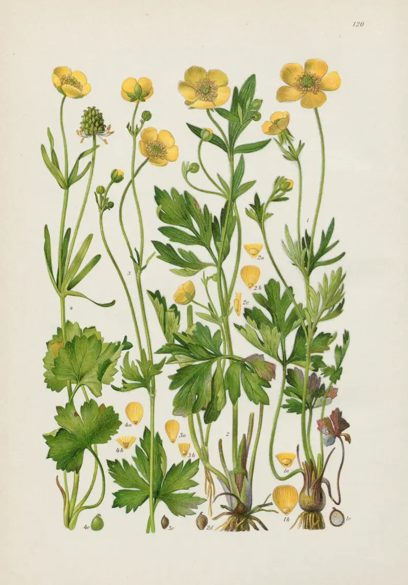 Illustrierte Flora von Mitteleuropa Pl.120 av Gustav Hegi