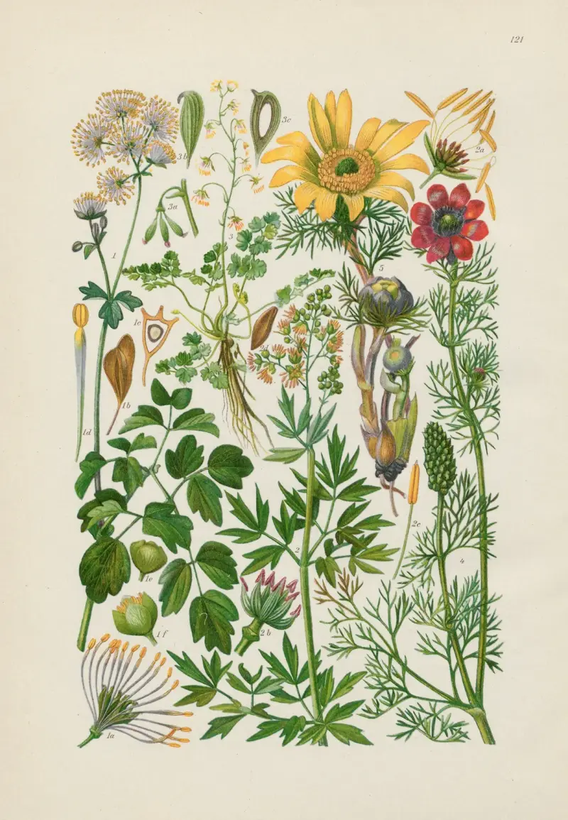 Illustrerad flora för Centraleuropa pl. 121 av Gustav Hegi