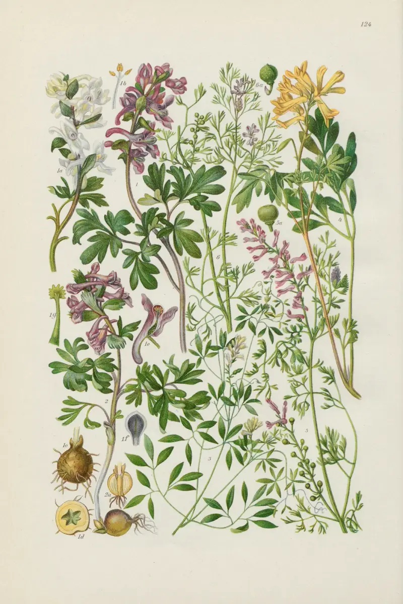 Illustrerad flora från Centraleuropa Pl.124 av Gustav Hegi