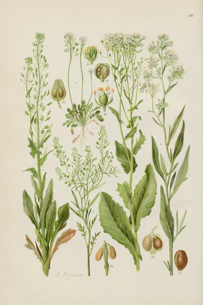Illustrerade flora från Centraleuropa Pl.126 av Gustav Hegi
