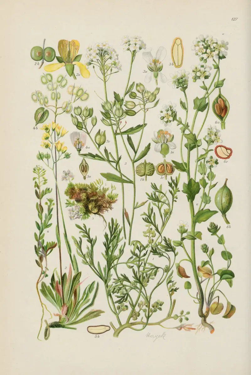 Illustrierte Flora von Mitteleuropa Pl.127 av Gustav Hegi