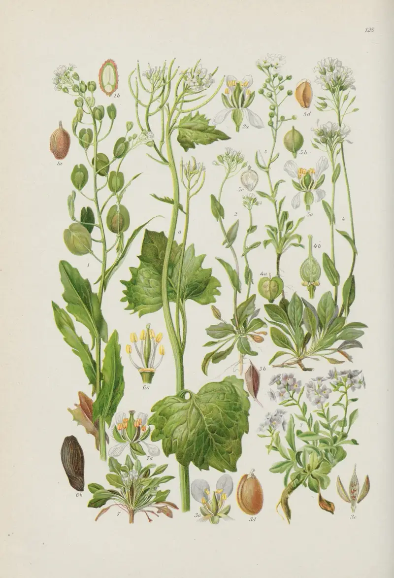 Illustrerad flora från Centraleuropa Pl.128 av Gustav Hegi