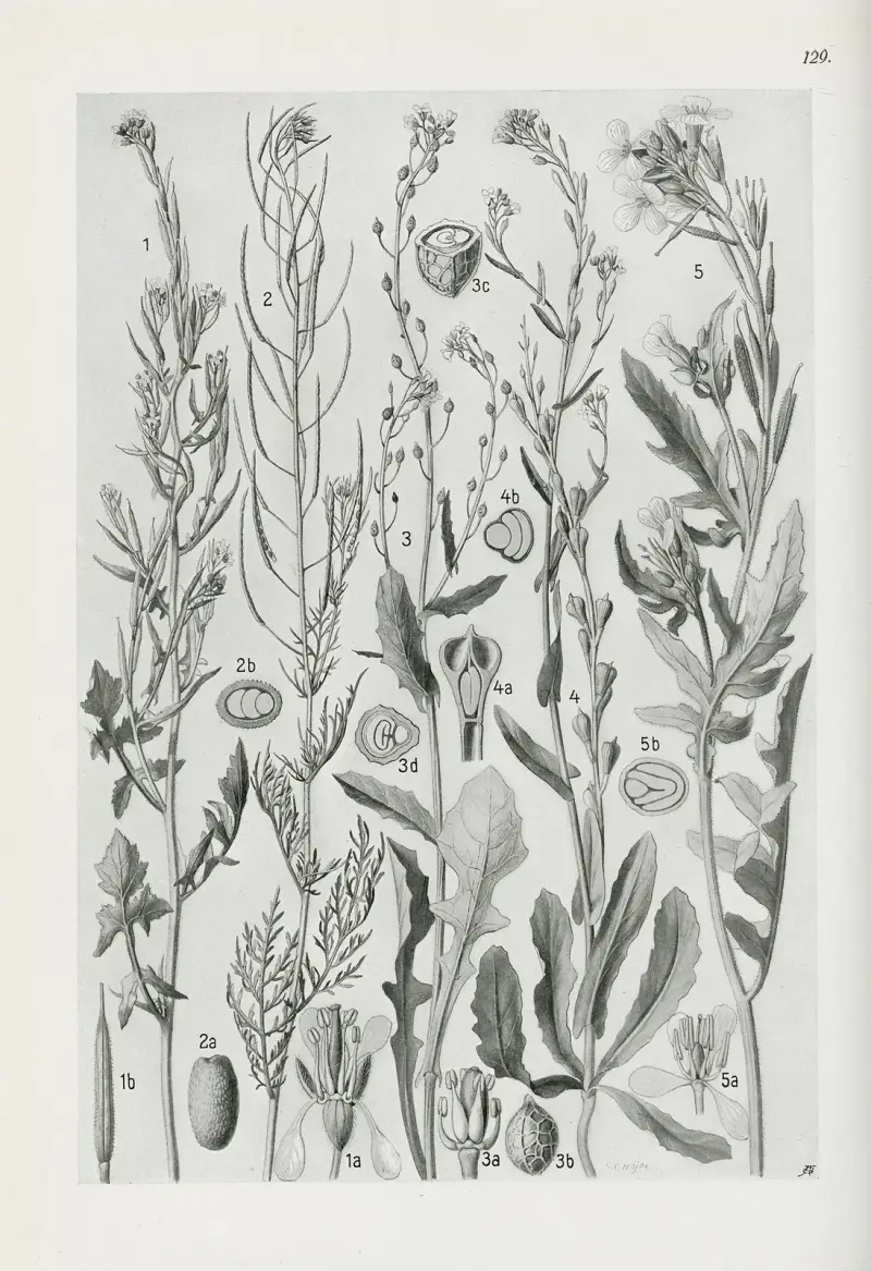 Illustrierte Flora von Mitteleuropa Pl.129 av Gustav Hegi