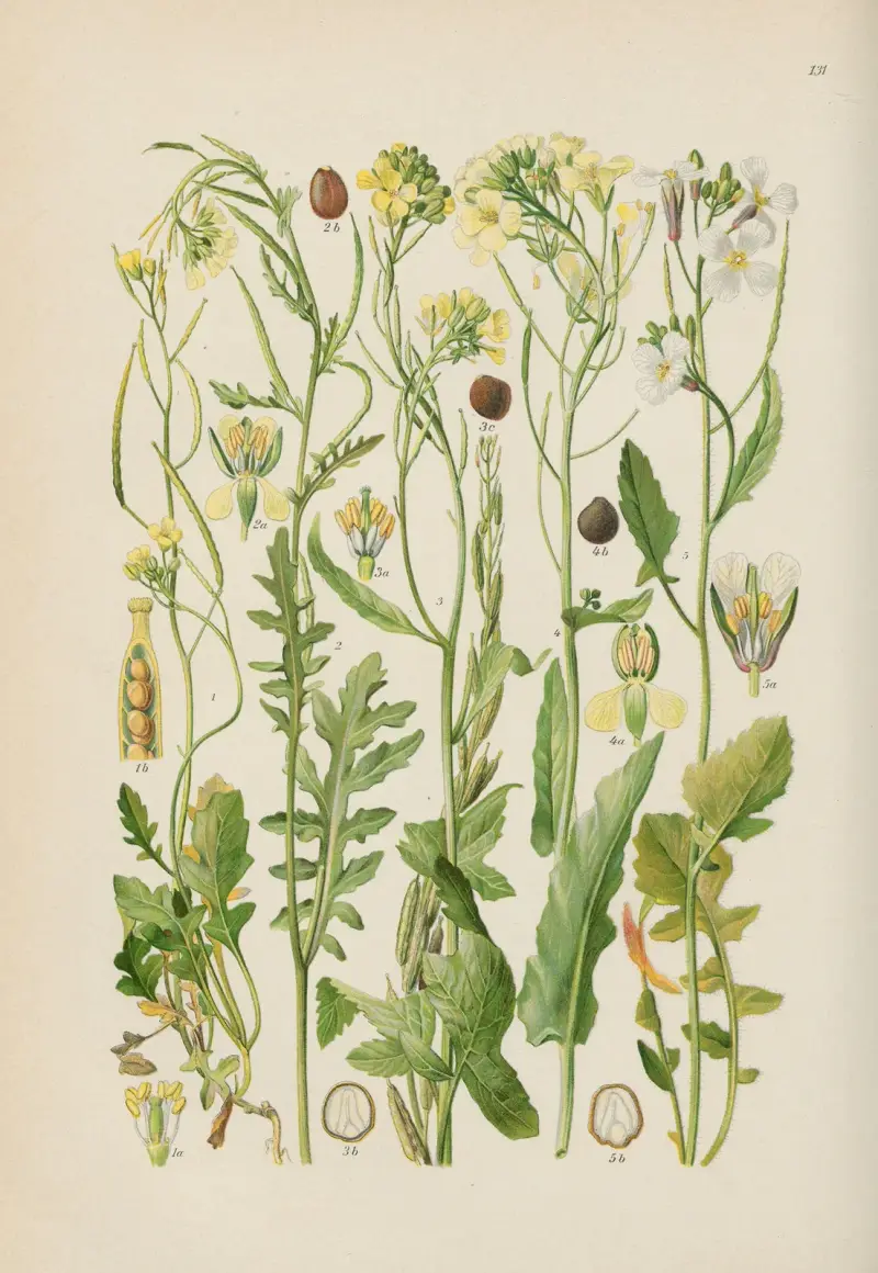 Illustrierte Flora von Mitteleuropa Pl.131 av Gustav Hegi