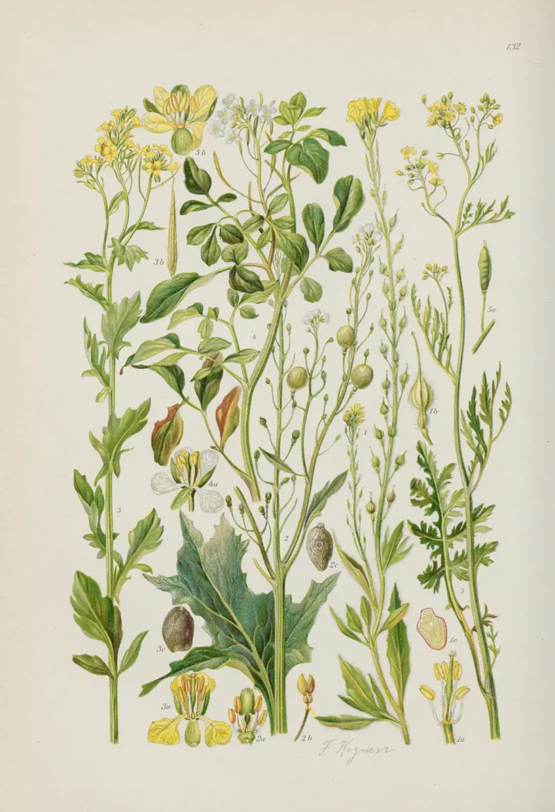Illustrierte Flora von Mitteleuropa Pl.132 av Gustav Hegi