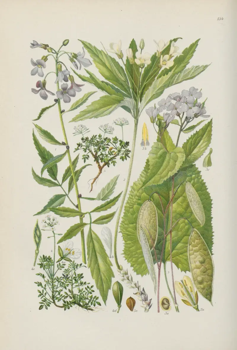 Illustrerad flora över Centraleuropa, plansch 134 av Gustav Hegi