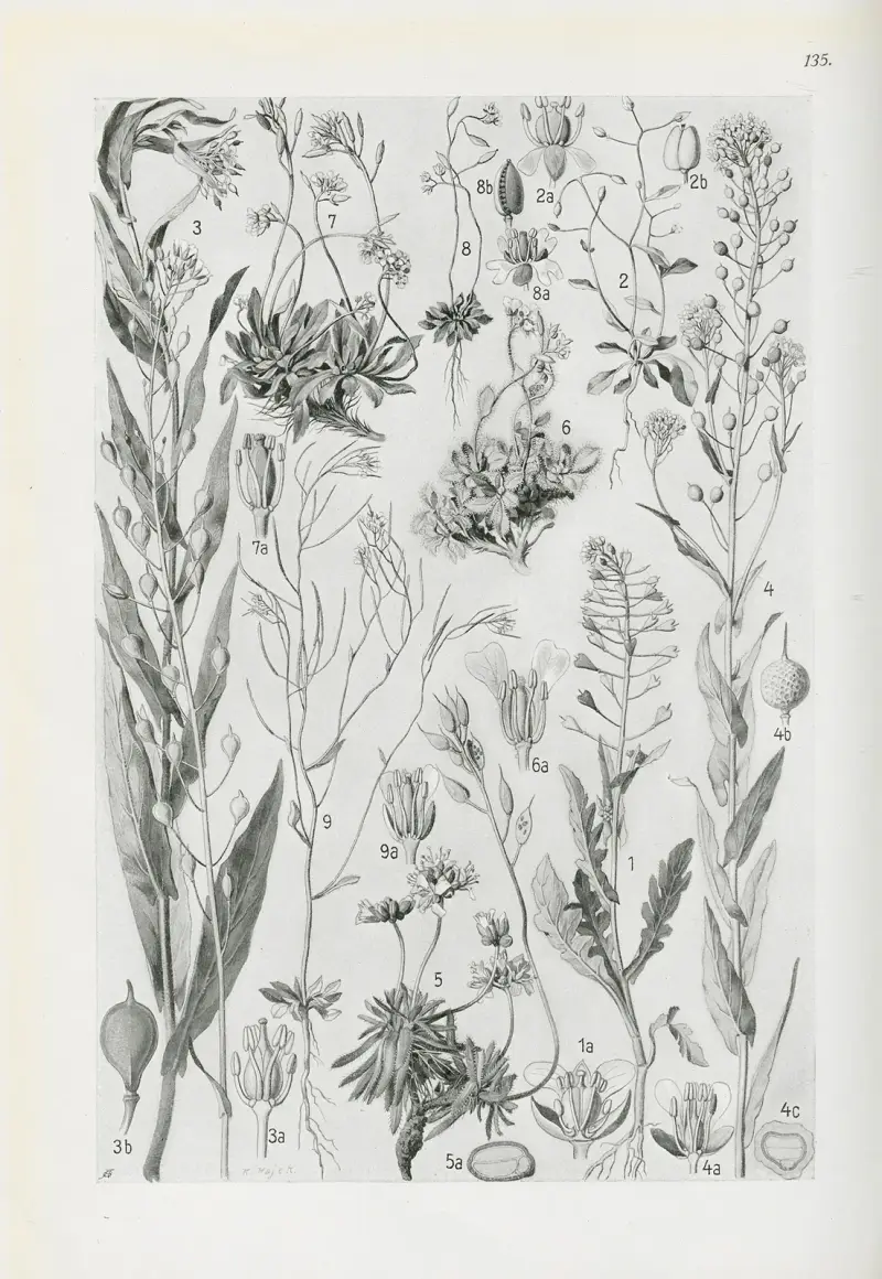 Illustrierte Flora von Mitteleuropa Pl.135 av Gustav Hegi