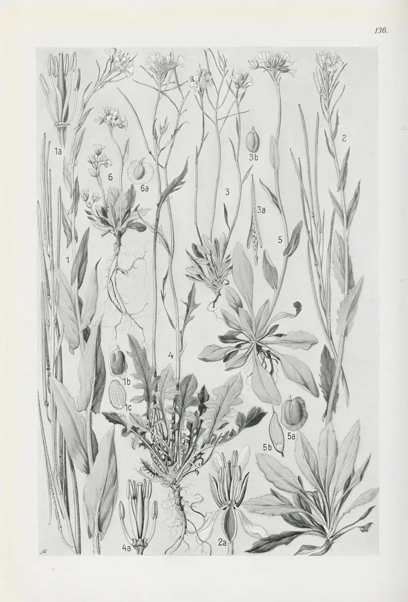 Illustrerad flora för Centraleuropa Pl.136 av Gustav Hegi
