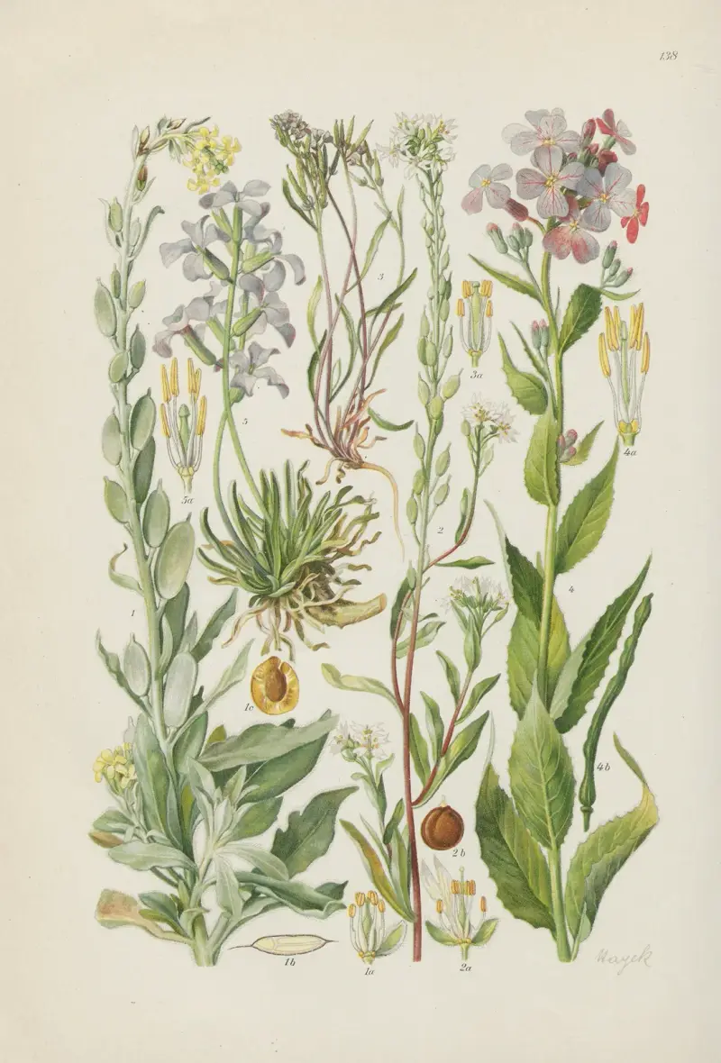 Illustrierte Flora von Mitteleuropa Pl.138 av Gustav Hegi