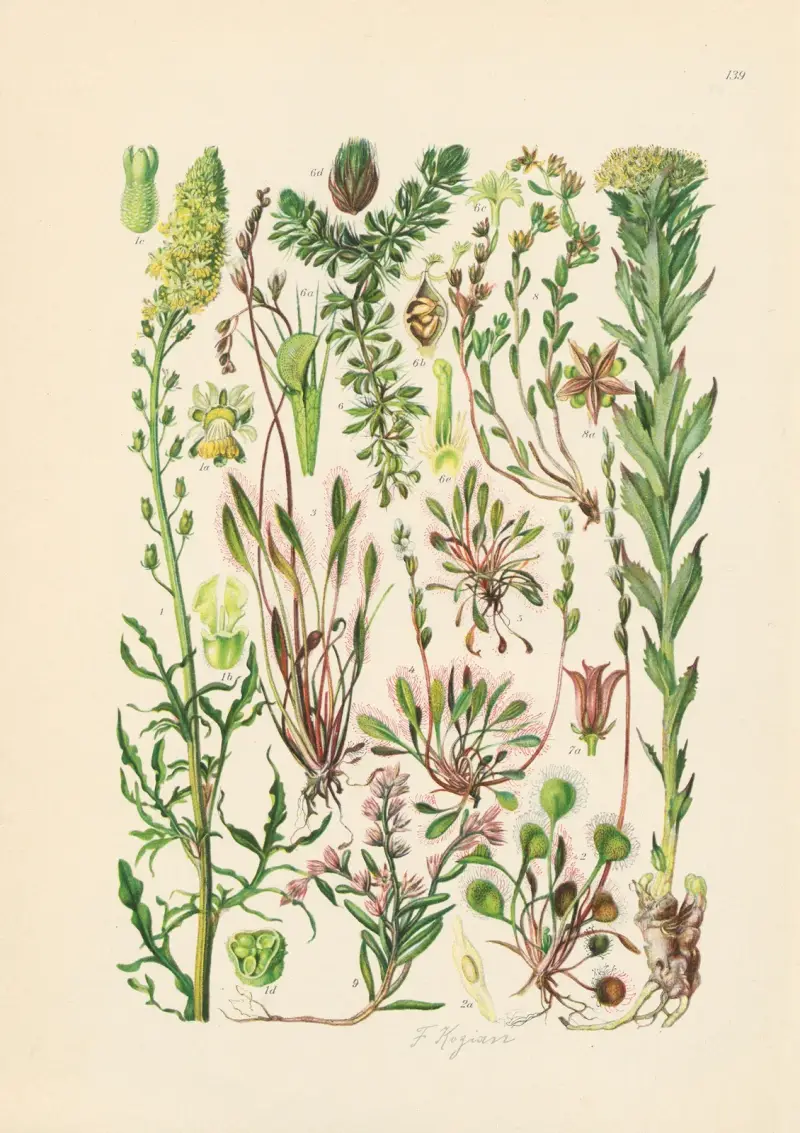 Illustrierte Flora von Mitteleuropa Pl.139 av Gustav Hegi