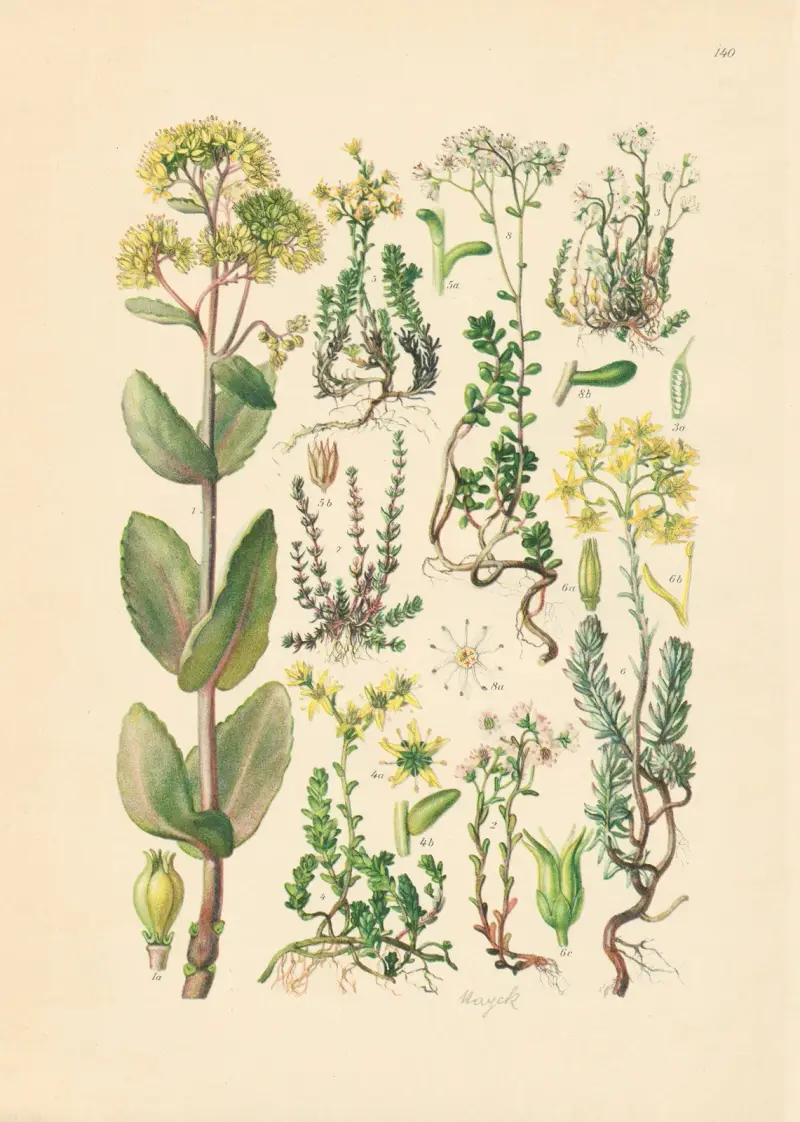 Illustrierte Flora von Mitteleuropa Pl.140 av Gustav Hegi