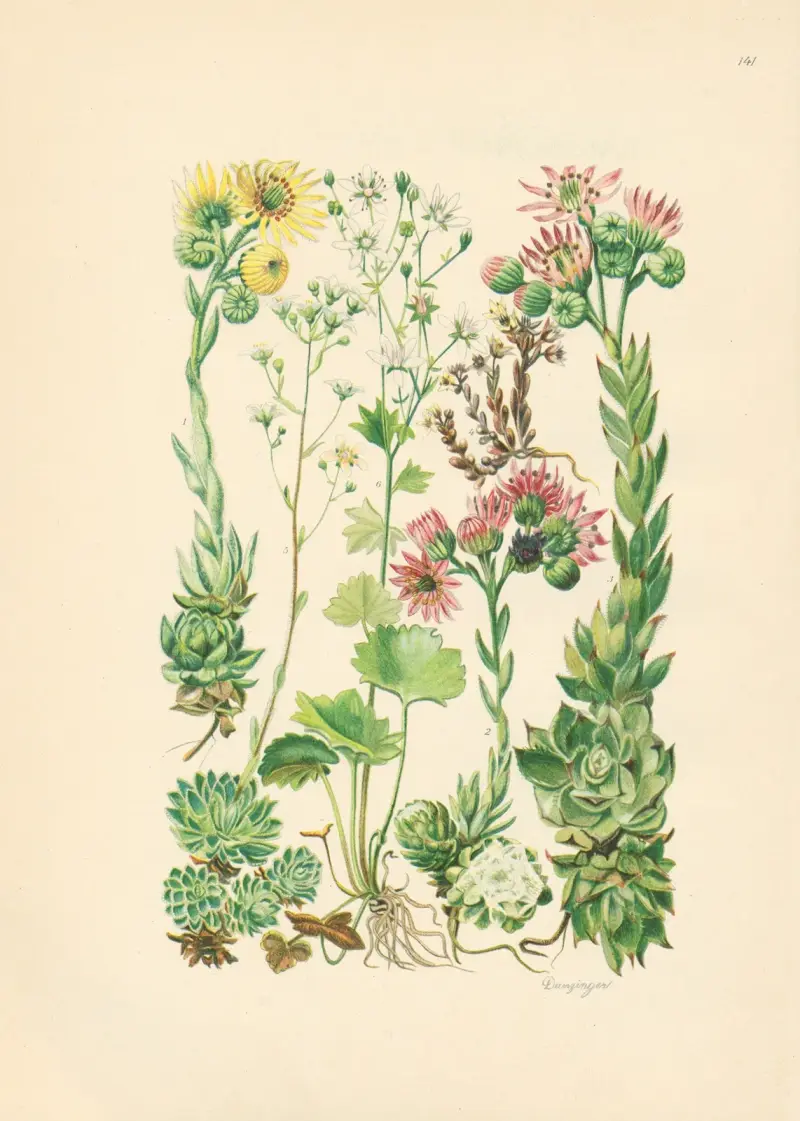 Illustrierte Flora von Mitteleuropa Pl.141 av Gustav Hegi