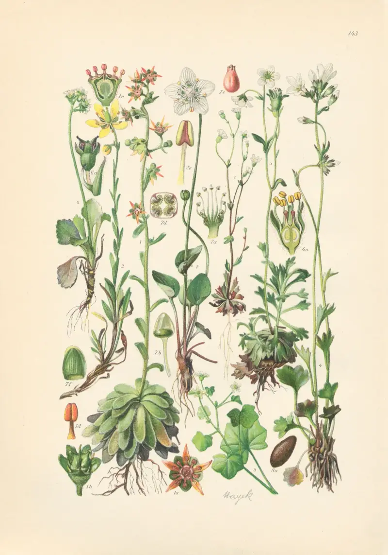 Illustrierte Flora von Mitteleuropa Pl.143 av Gustav Hegi