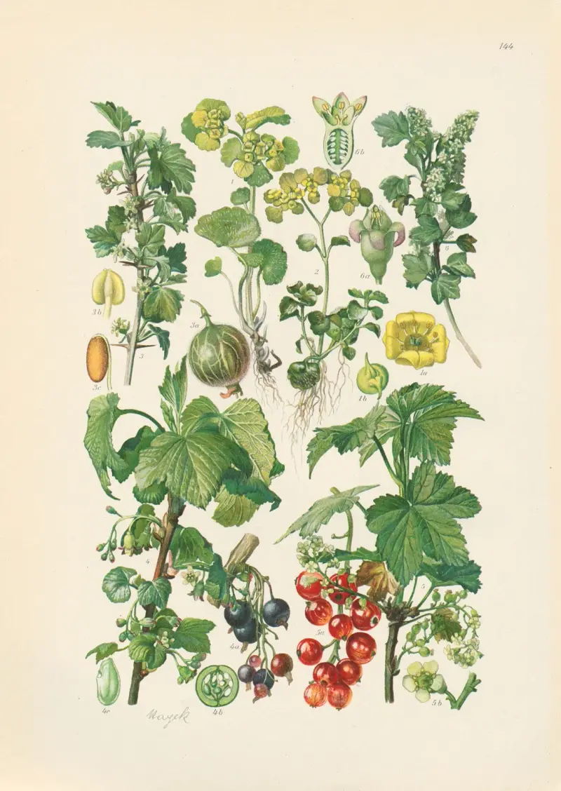 Illustrierte Flora von Mitteleuropa Pl.144 av Gustav Hegi
