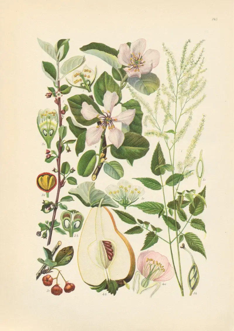 Illustrierte Flora von Mitteleuropa Pl.145 av Gustav Hegi