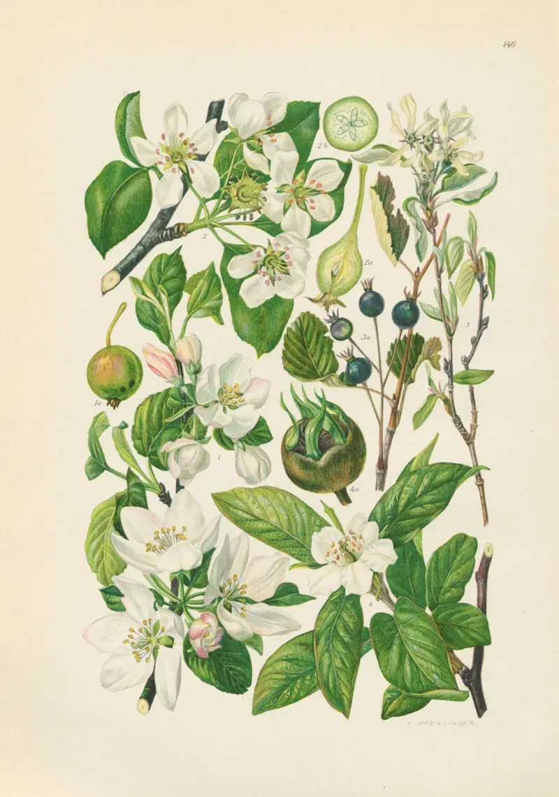 Illustrierte Flora von Mitteleuropa Pl.146 av Gustav Hegi
