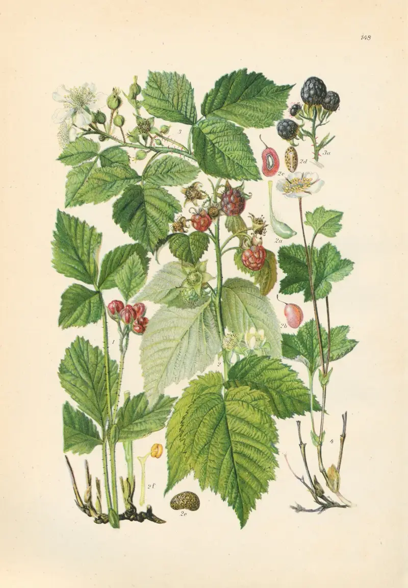 Illustrierte Flora von Mitteleuropa Pl.148 av Gustav Hegi