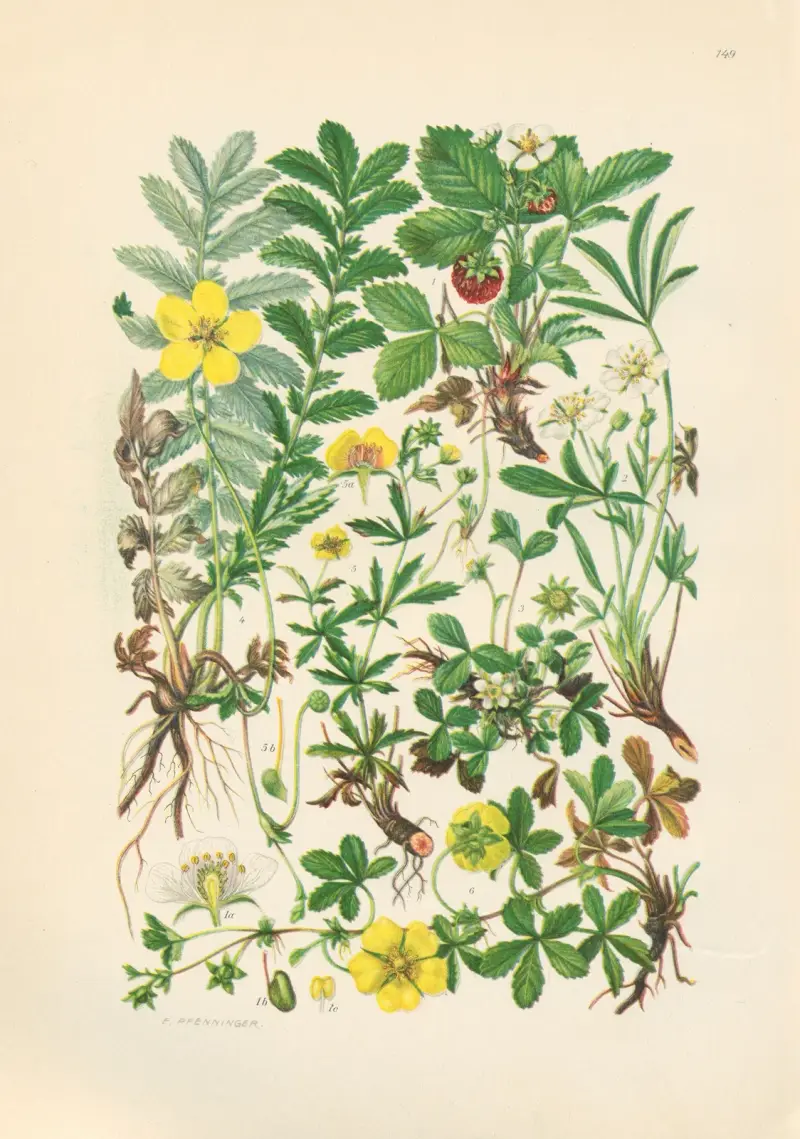 Illustrerad flora från Centraleuropa, plansch 149 av Gustav Hegi