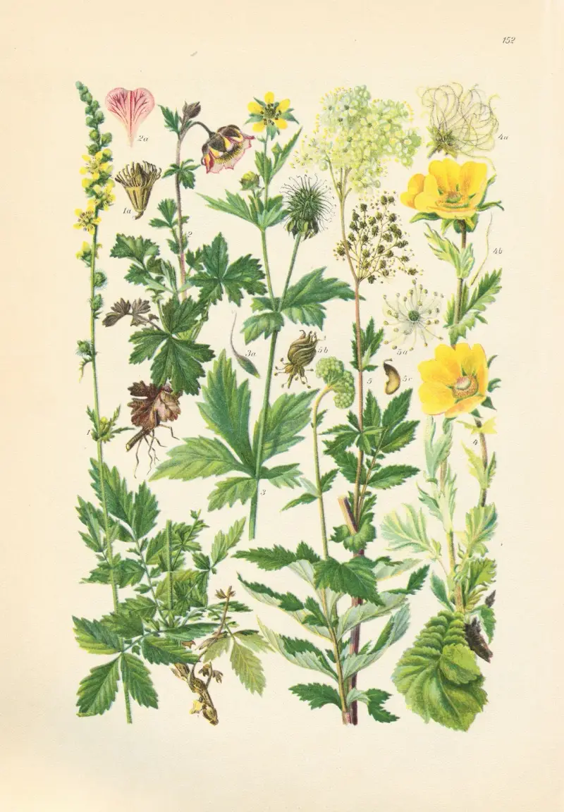 Illustrierte Flora von Mitteleuropa Pl.152 av Gustav Hegi