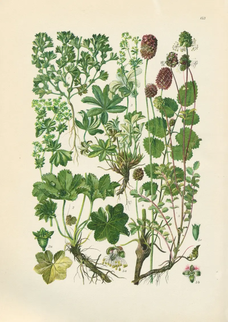 Illustrierte Flora von Mitteleuropa Pl.153 av Gustav Hegi