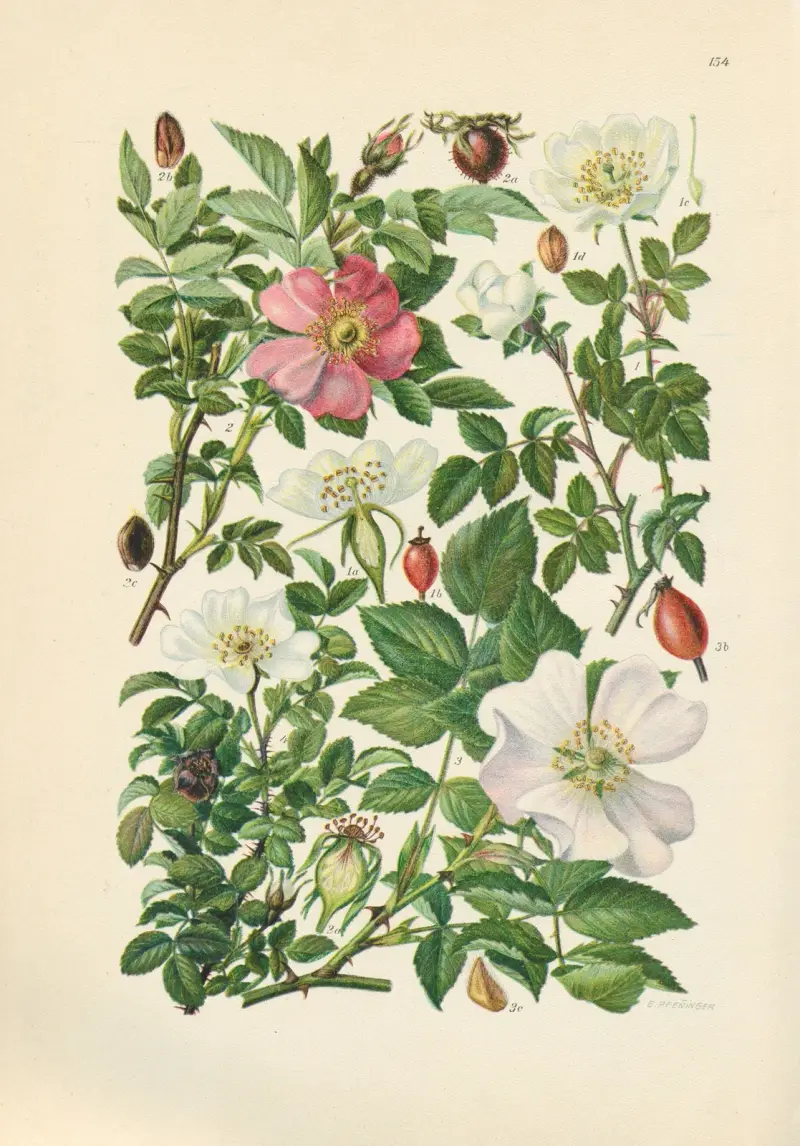 Illustrerad flora för Centraleuropa plansch 154 av Gustav Hegi