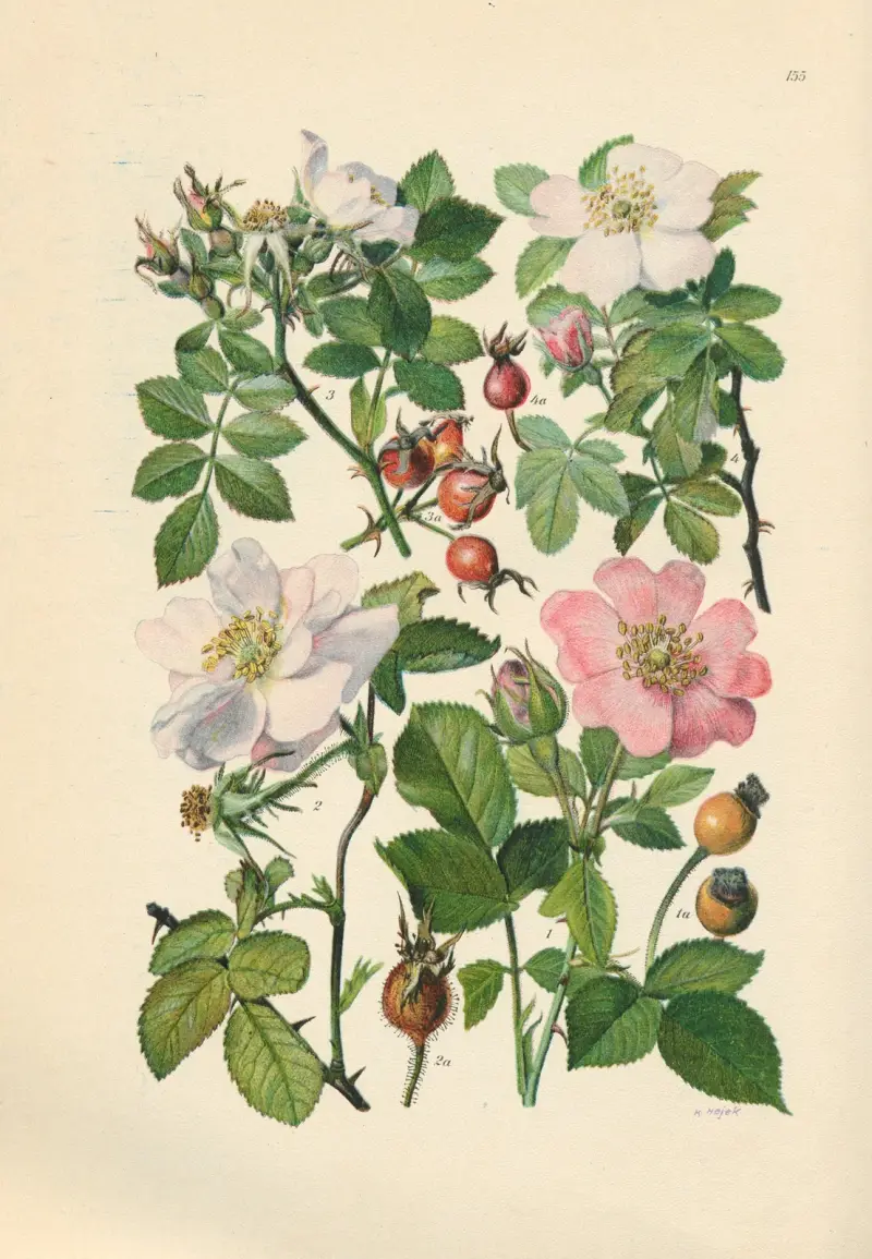 Illustrierte Flora von Mitteleuropa Pl.155 av Gustav Hegi