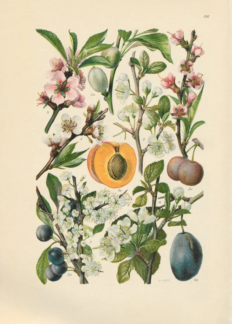 Illustrierte Flora von Mitteleuropa Pl.156 av Gustav Hegi