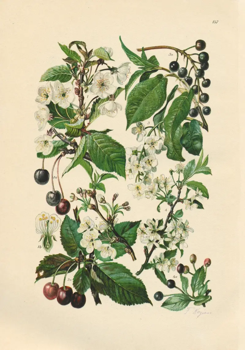 Illustrierte Flora von Mitteleuropa Pl.157 av Gustav Hegi