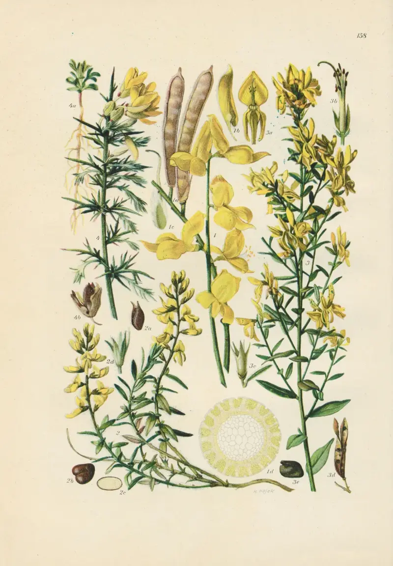 Illustrerad flora för Centraleuropa, plansch 158 av Gustav Hegi