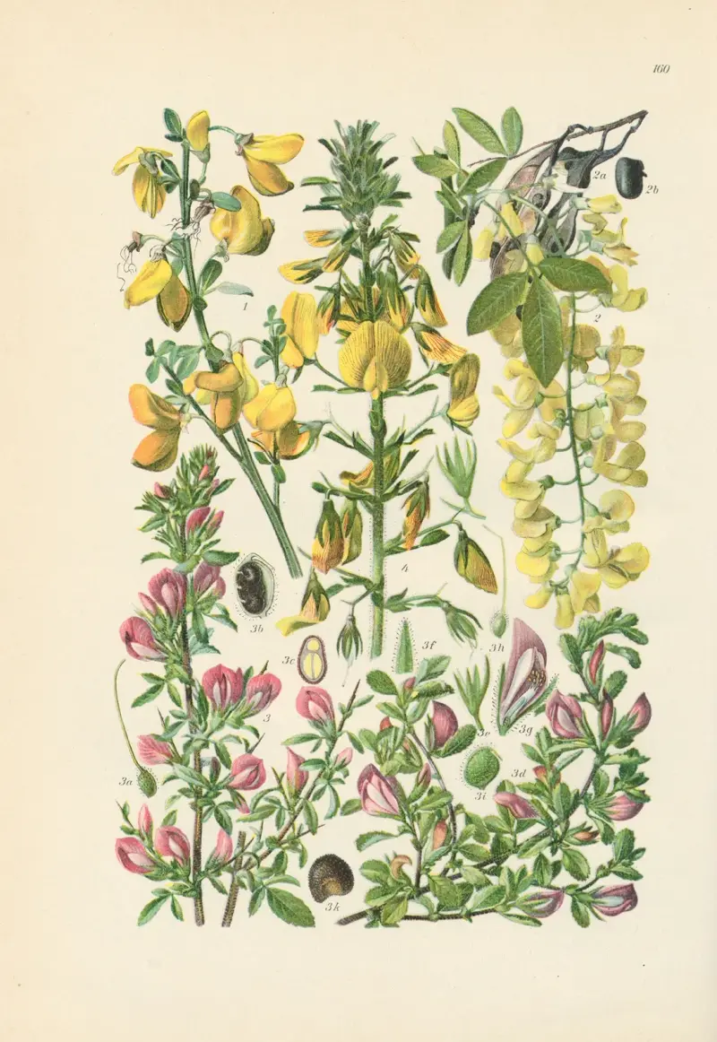 Illustrerad flora för Centraleuropa pl. 160 av Gustav Hegi