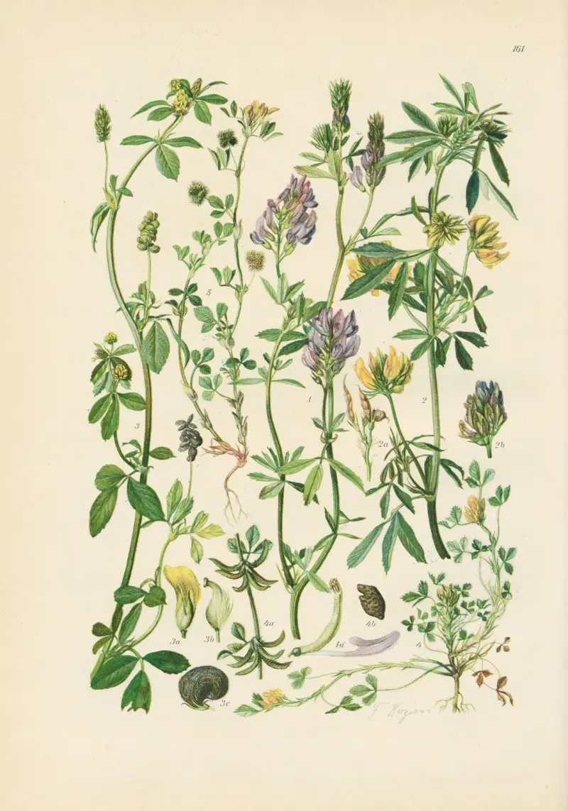Illustrierte Flora von Mitteleuropa Pl.161 av Gustav Hegi